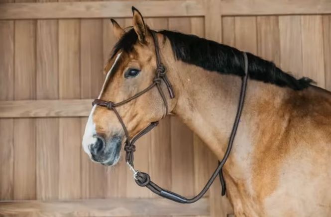 Hovedbilde Training Halter Working By Dyon
