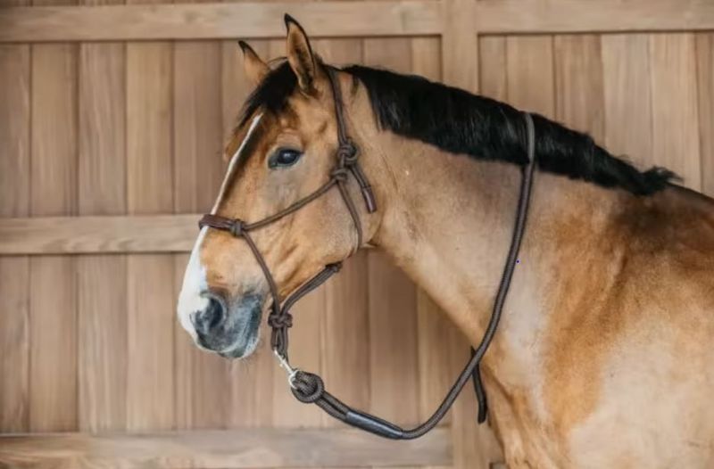 Training Halter Working By Dyon