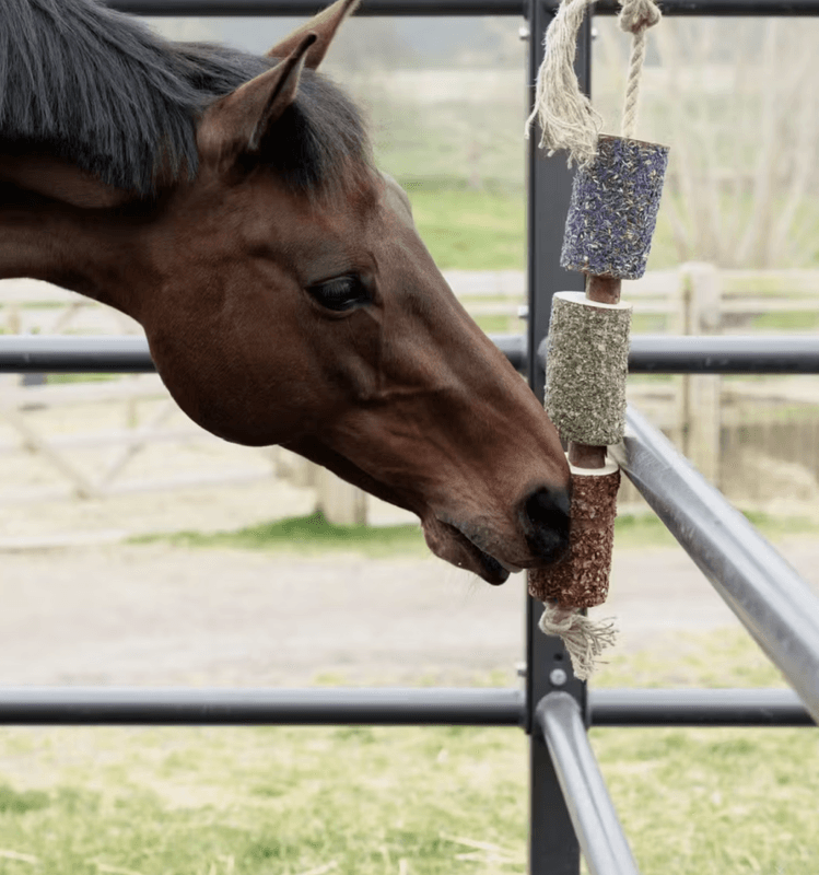 Grooming Deluxe Wooden Relax Horse Toy Freedom