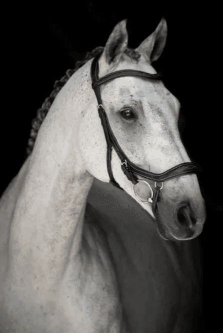 Hovedbilde Lippo Supreme Milton Hodelag