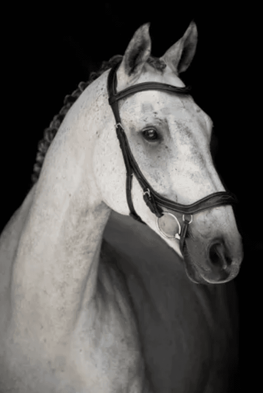 Lippo Supreme Milton Hodelag