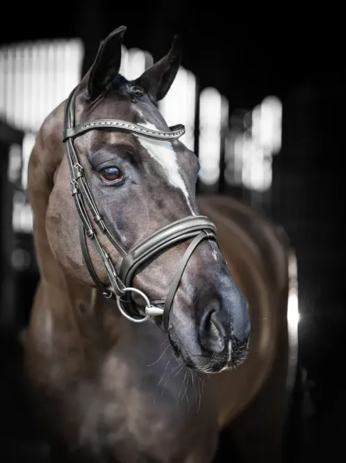 Hovedbilde LeMieux Arika Dressage Bridle