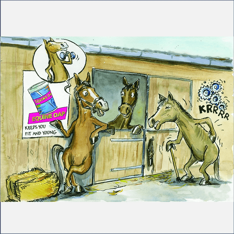 Equine Products Equine OAP tilskudd til senior hesten og ponnien