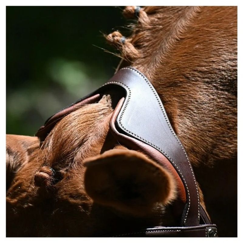 Antarès Precision Y Bridle