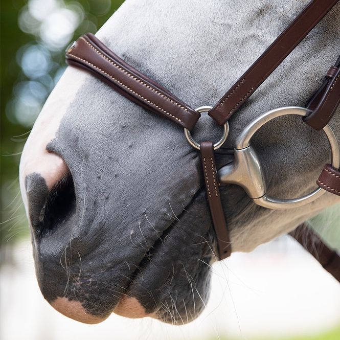 Hovedbilde Antarès Anatomisk Origin Hodelag m/lav neserem